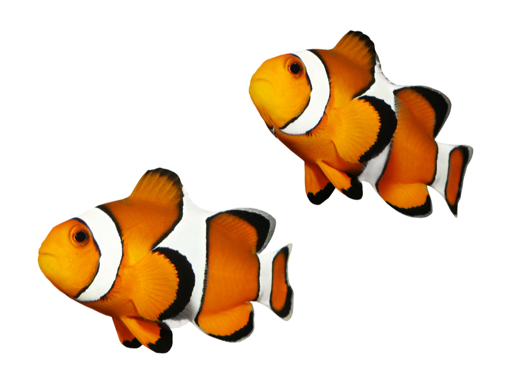 prova fritt akvarium